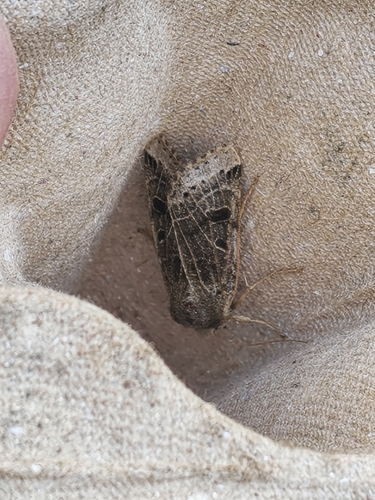 Lunar Underwing
