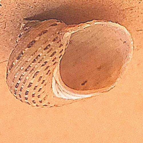 Pseudostomatella papyracea observed 2026-04-20