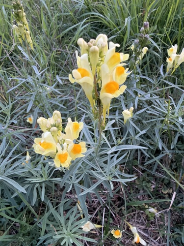 common toadflax