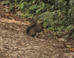 Sciurus deppei negligens