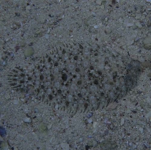 Bothus pantherinus observed 2026-10-03