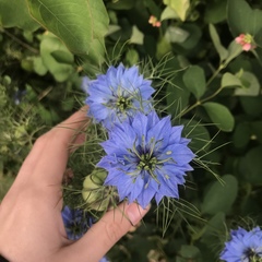 Nigella damascena