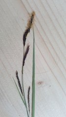 Carex flacca