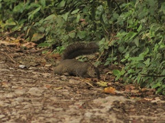 Sciurus deppei negligens