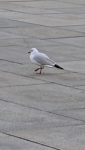 Black-headed Gull