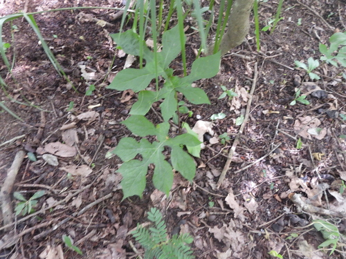 Dorstenia drakena (Dorstenia drakena)