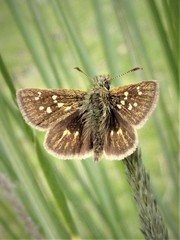 Piruna roeveri