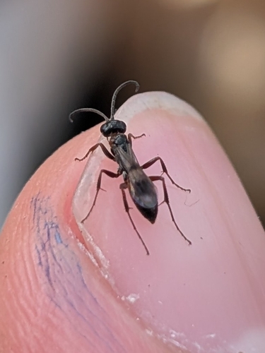Priocnemis, 2026-10-03