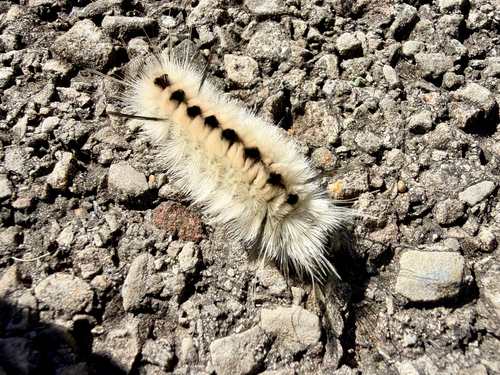 Hickory Tussock Moth