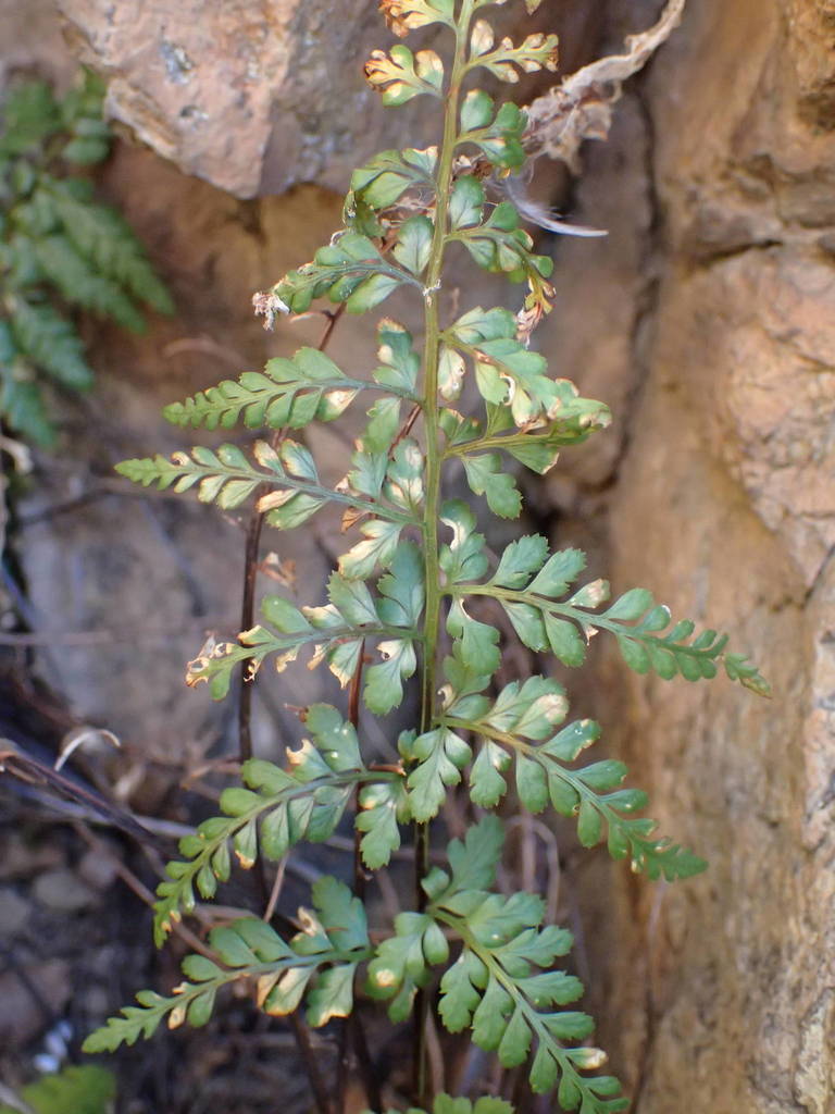 Lanceolate Spleenwort