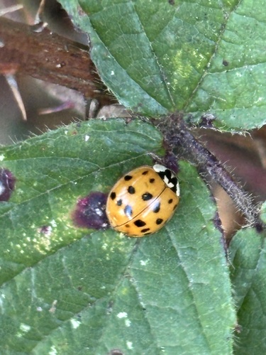 Asian Lady Beetle