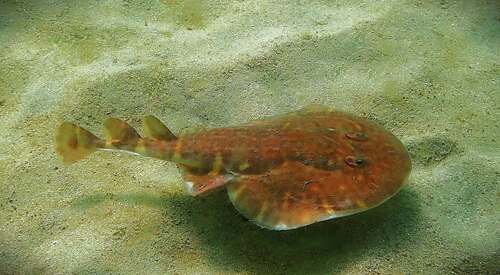 raya eléctrica rayada (Narcine vermiculata)
