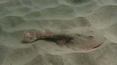 Vermiculate Electric Ray (Narcine vermiculata)