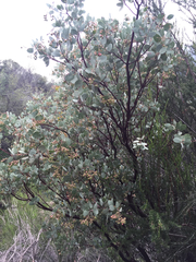 Arctostaphylos viscida