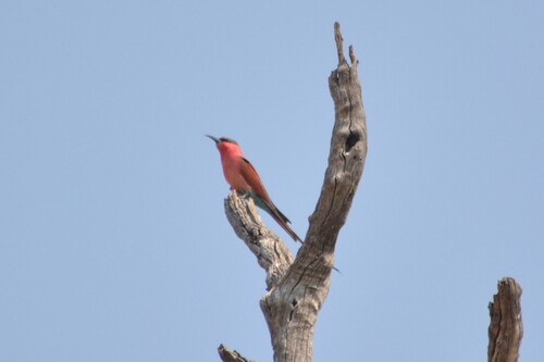iNaturalist image