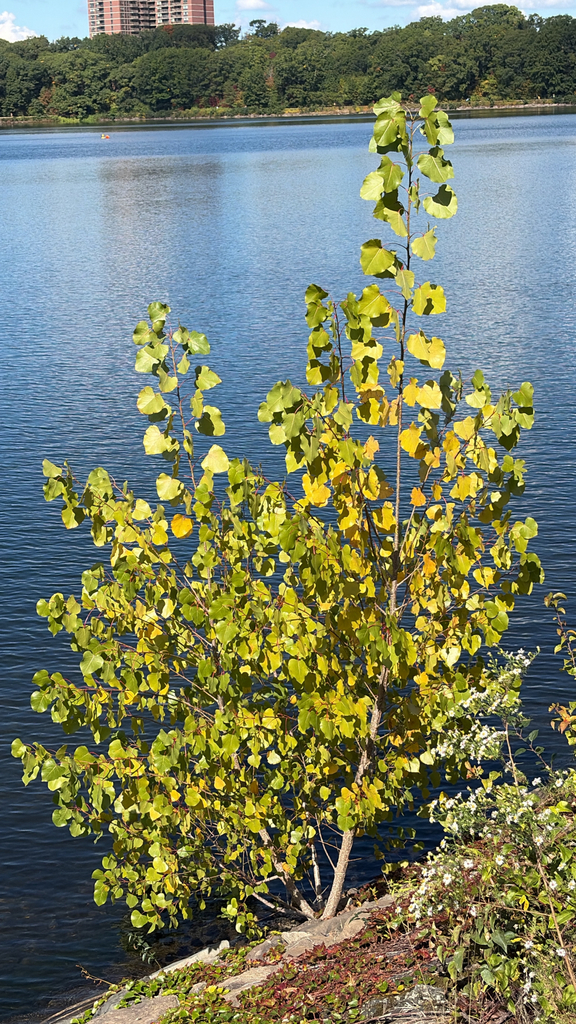 A young cottonwood half yellow and half green at the water's edge, with fully green woods across the reservoir.