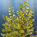 Young cottonwood by the reservoir, Boston · October 3, 2026 · Caroline Rose · 7 saved views