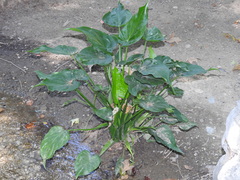 Alocasia cucullata