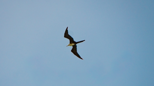 Magnificent Frigatebird