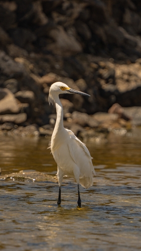 Snowy Egret