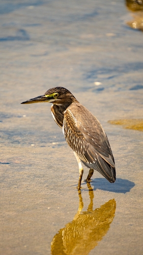 Striated Heron