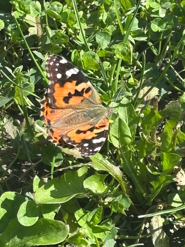Painted Lady
