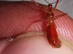 Polytoxus sanguineus