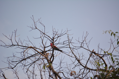 iNaturalist image