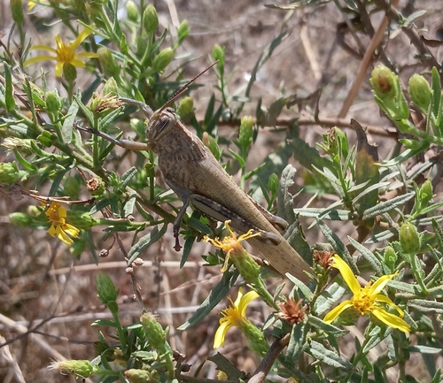 Egyptian Bird Grasshopper