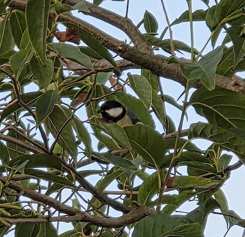Great Tit