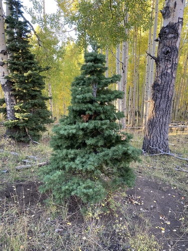 white fir