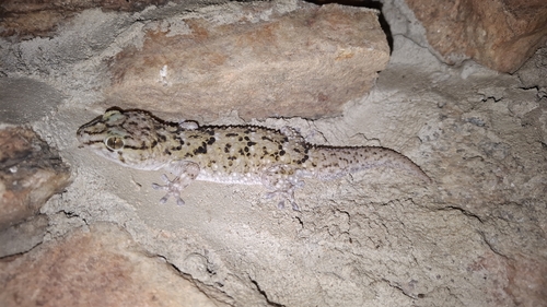 Fischer's Thick-toed Gecko