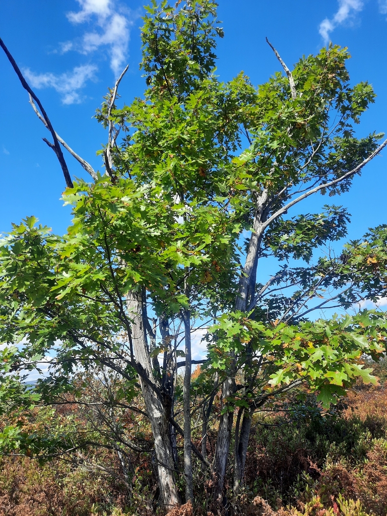 A ridge-top red oak with its crown still green and a few dead limbs, over low shrubs gone red-brown.