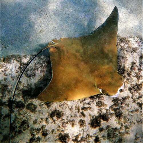 Raya tecolote (Rhinoptera steindachneri)
