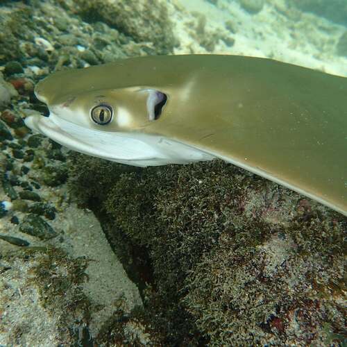 Golden Cownose Ray (Rhinoptera steindachneri)