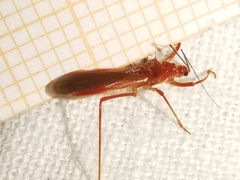 Polytoxus sanguineus