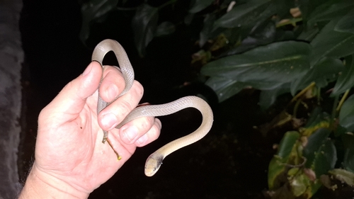 Red-lipped Snake