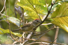 Cymbilaimus lineatus