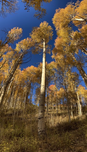 quaking aspen