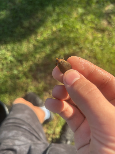Belostoma
