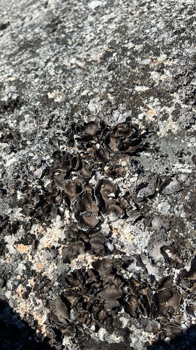 Lesser Rocktripe