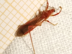 Polytoxus sanguineus