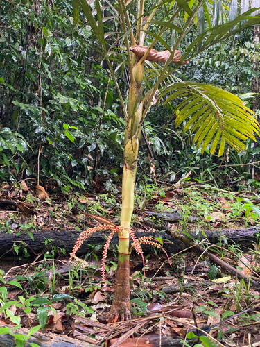 Pinanga observed 2026-09-27