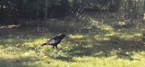 Rook