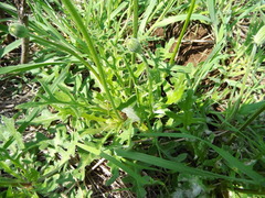 Pyrrhopappus grandiflorus