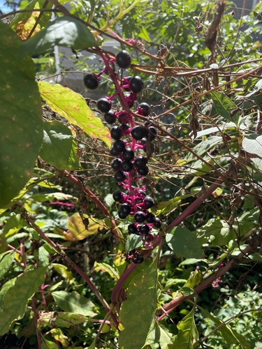 American pokeweed
