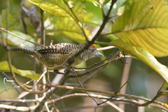 Cymbilaimus lineatus
