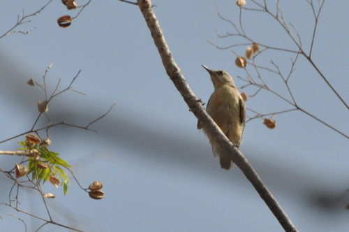 iNaturalist image