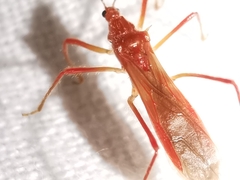 Polytoxus sanguineus