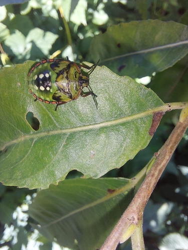Southern Green Stink Bug